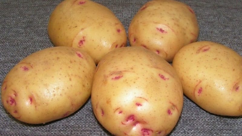 The best Siberian potato varieties and useful tips for growing them