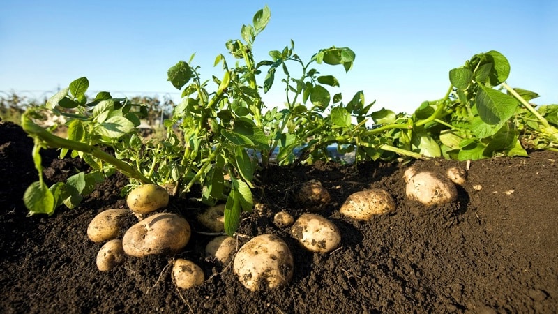 The best Siberian potato varieties and useful tips for growing them
