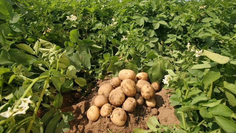 The best Siberian potato varieties and useful tips for growing them