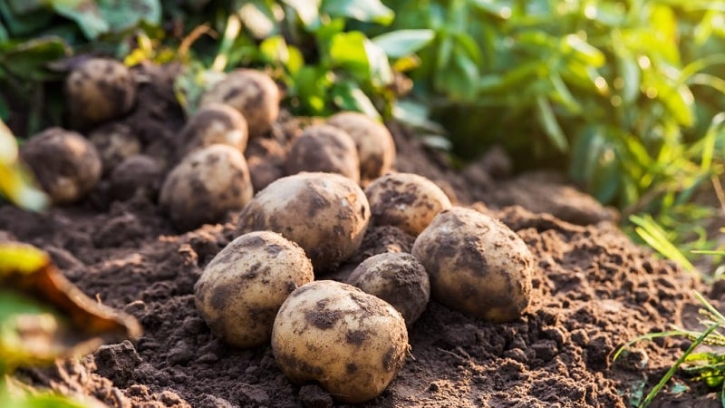 The best Siberian potato varieties and useful tips for growing them