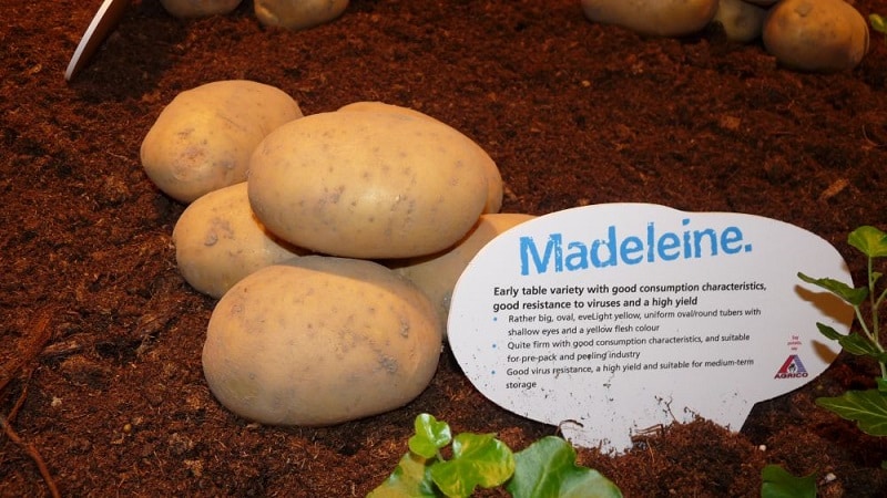 The best Siberian potato varieties and useful tips for growing them