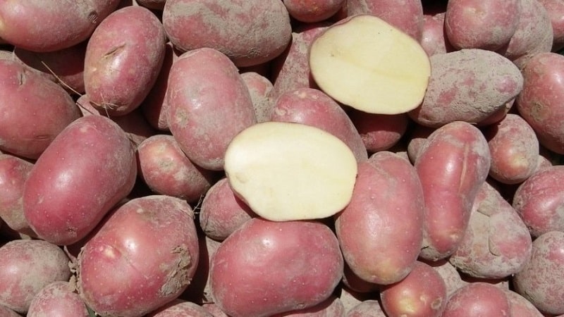 The best Siberian potato varieties and useful tips for growing them