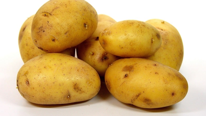 The best Siberian potato varieties and useful tips for growing them