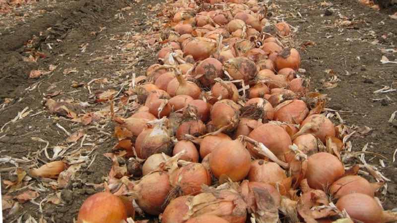 Best tips: how to properly dry onions after harvesting from the garden