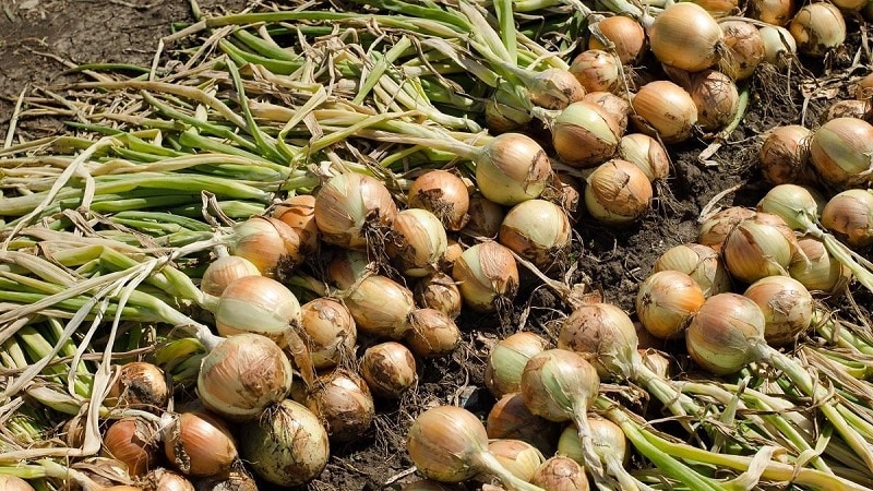 Best tips: how to properly dry onions after harvesting from the garden