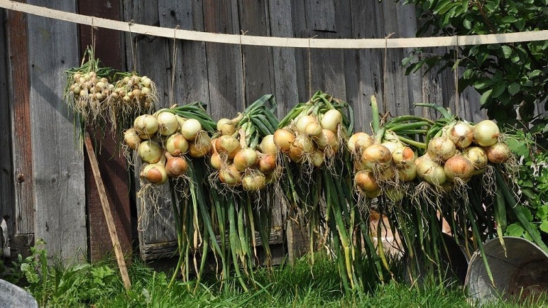 Best tips: how to properly dry onions after harvesting from the garden
