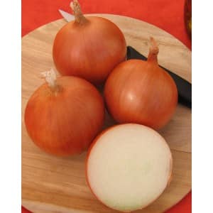 Multi-primed onion hybrid Manas, which tolerates drought well