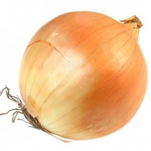 Multi-primed onion hybrid Manas, which tolerates drought well