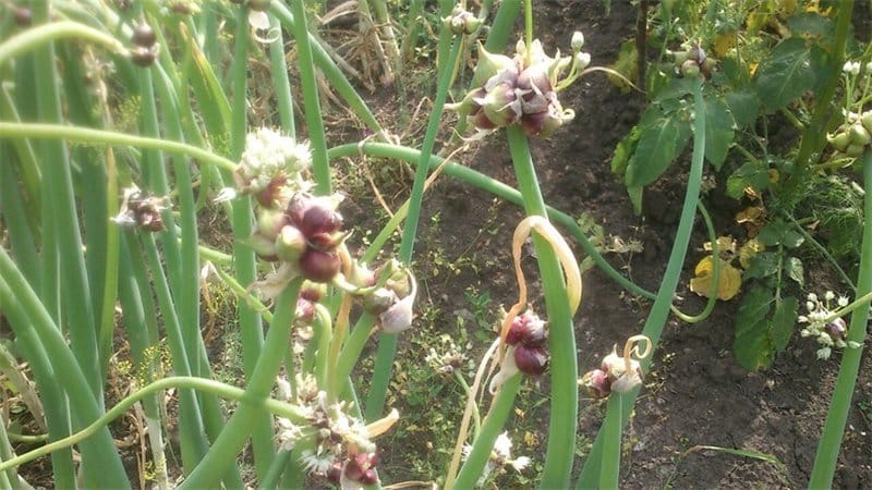 Unpretentious to grow and care Multi-tiered onions
