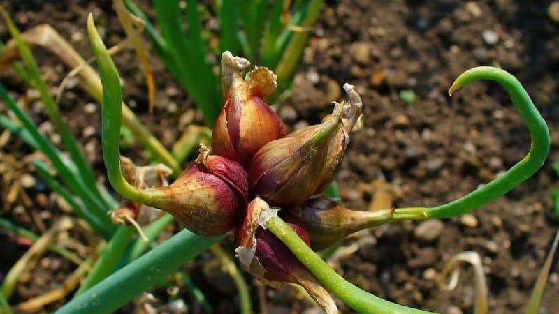 Unpretentious to grow and care Multi-tiered onions