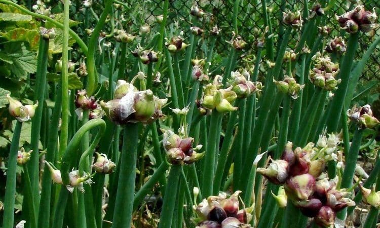 Unpretentious to grow and care Multi-tiered onions