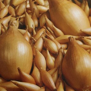 Early maturing onion variety Olina with excellent yield and excellent taste