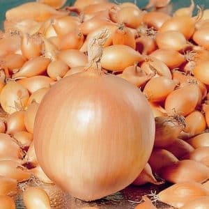 Early maturing onion variety Olina with excellent yield and excellent taste