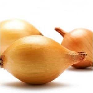 Early maturing onion variety Olina with excellent yield and excellent taste