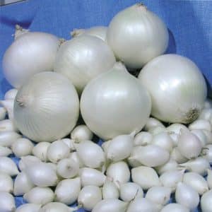 An unpretentious and stable onion hybrid, Stardust, high-yielding even with minimal care