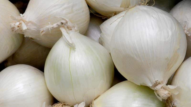 An unpretentious and stable onion hybrid, Stardust, high-yielding even with minimal care