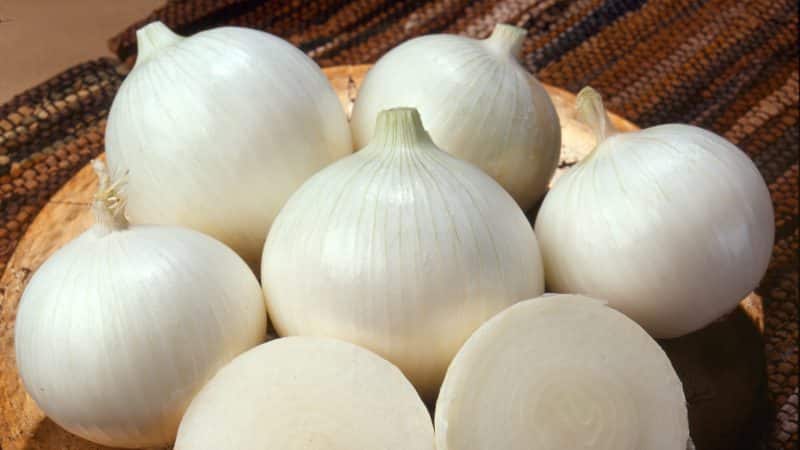 An unpretentious and stable onion hybrid, Stardust, high-yielding even with minimal care