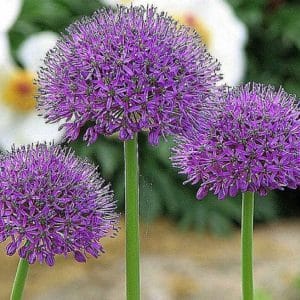 Amazing properties of onion-garlic Suvorov (Anzur)