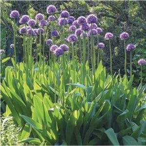 Amazing properties of onion-garlic Suvorov (Anzur)