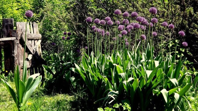 Amazing properties of onion-garlic Suvorov (Anzur)