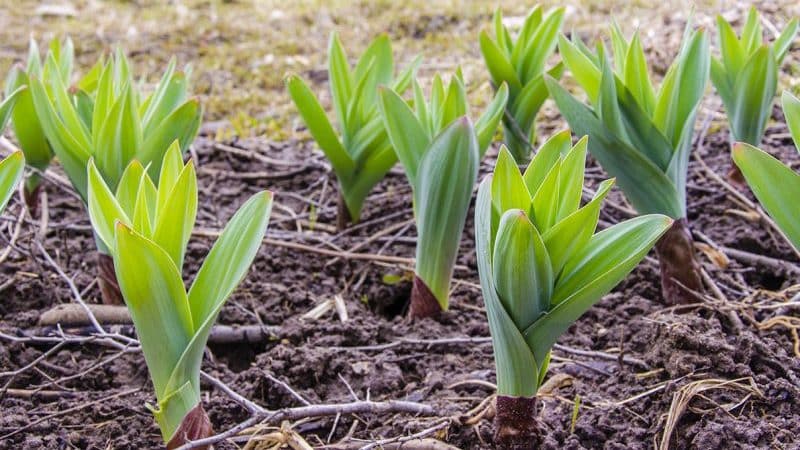 Amazing properties of onion-garlic Suvorov (Anzur)
