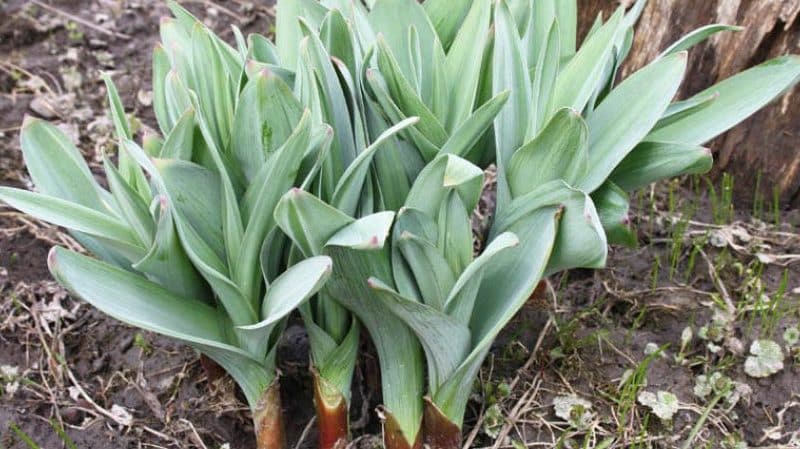 Amazing properties of onion-garlic Suvorov (Anzur)