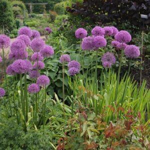 Amazing properties of onion-garlic Suvorov (Anzur)