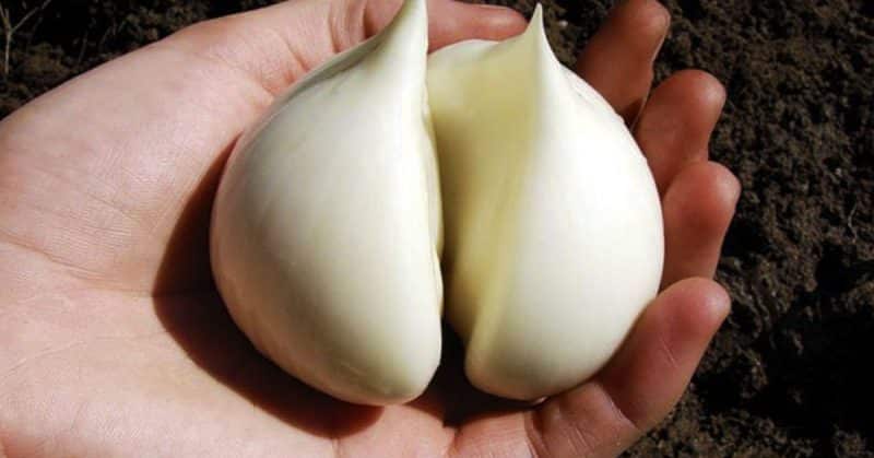 Amazing properties of onion-garlic Suvorov (Anzur)