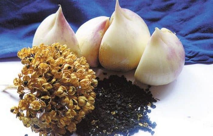 Amazing properties of onion-garlic Suvorov (Anzur)