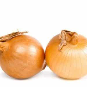 High-yielding onion hybrid with amazing taste - Centurion