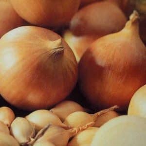 High-yielding onion hybrid with amazing taste - Centurion