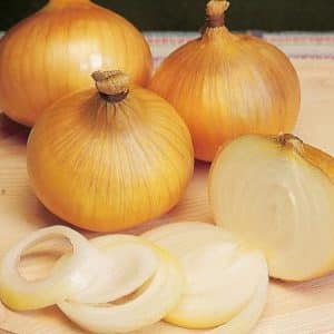 High-yielding onion hybrid with amazing taste - Centurion