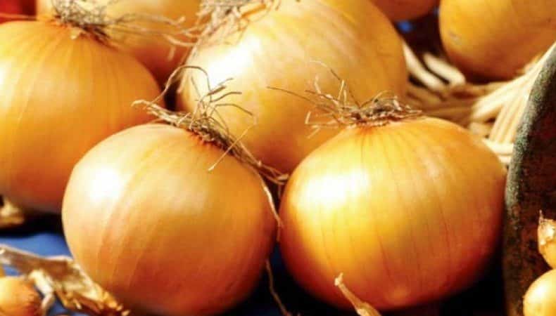 High-yielding onion hybrid with amazing taste - Centurion