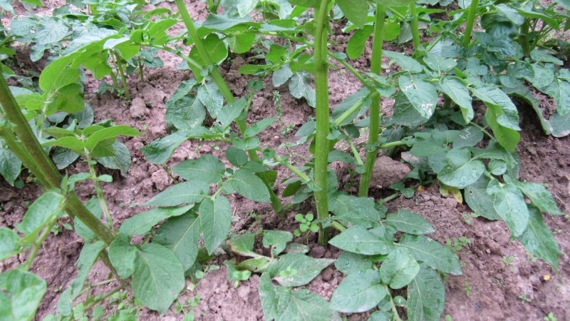Why are there spots on potatoes: measures to combat glandular spot and other diseases