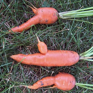 Reasons why carrots are gnarled and horned and methods for growing straight root vegetables