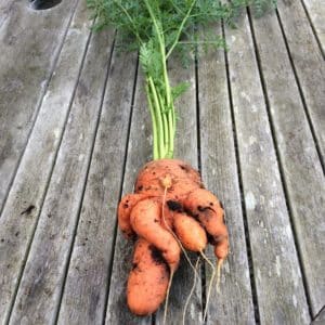 Reasons why carrots are gnarled and horned and methods for growing straight root vegetables