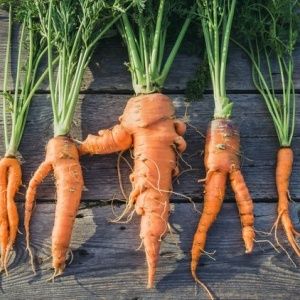 Reasons why carrots are gnarled and horned and methods for growing straight root vegetables