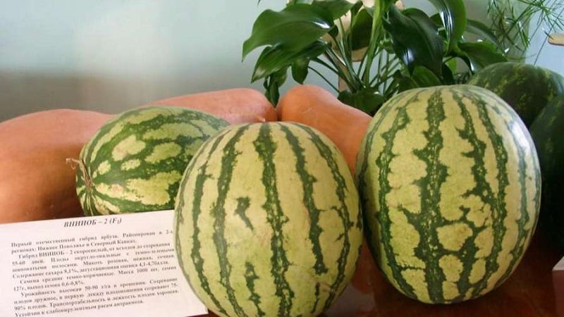 Is it possible to eat pink watermelon and why is it like that?