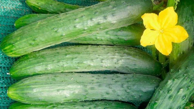 The nuances of preserving long cucumbers: is it possible to preserve Zozulya cucumbers for the winter and how to do it tasty and simple