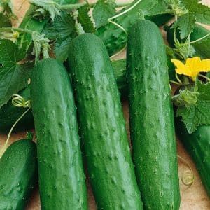 The nuances of preserving long cucumbers: is it possible to preserve Zozulya cucumbers for the winter and how to do it tasty and simple