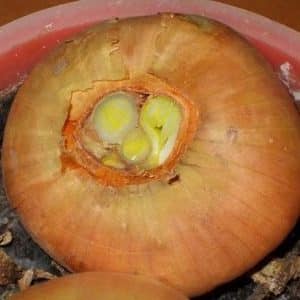Why do they prune onions when planting before winter and is it necessary to do so?