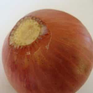 Why do they prune onions when planting before winter and is it necessary to do so?