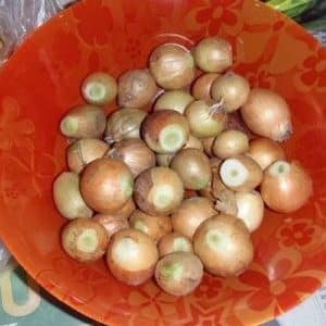 Why do they prune onions when planting before winter and is it necessary to do so?