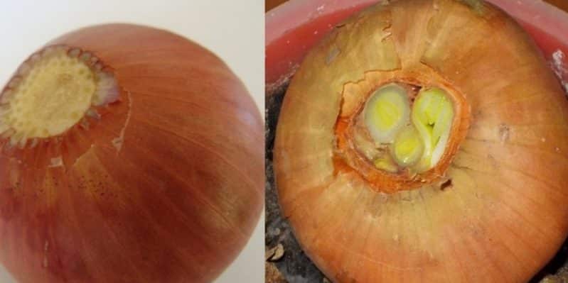 Why do they prune onions when planting before winter and is it necessary to do so?