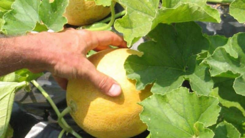 Features of growing melon in the Moscow region in open ground