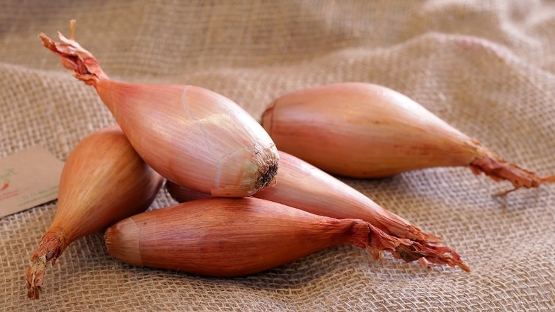 Features of cultivation and folk recipes with shallots