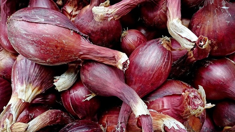 Features of cultivation and folk recipes with shallots