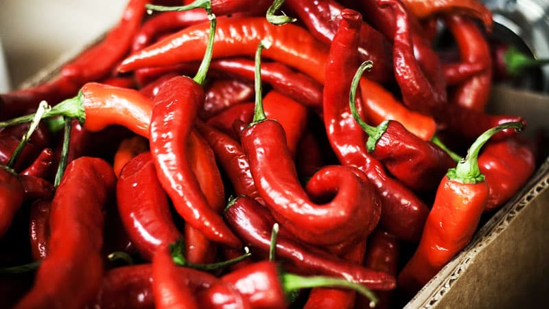Hot peppers cold pickled in vinegar: the best recipes and advice from experienced housewives