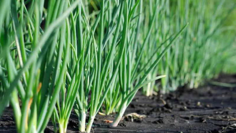 A step-by-step guide to replanting onions in the fall and further caring for them