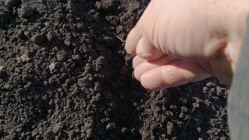 A step-by-step guide to replanting onions in the fall and further caring for them